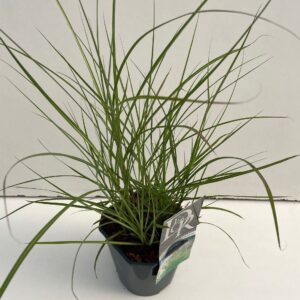 Miscanthus sinensis small Silbers
(6 Plants/Order)(17cmP 30cmH)