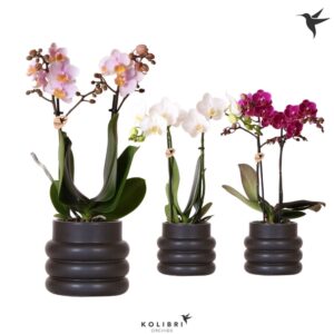 Phalaenopsis mixed 2 spike in Bubble Pot black
(6 Plants/Order)(9cmP 40cmH)