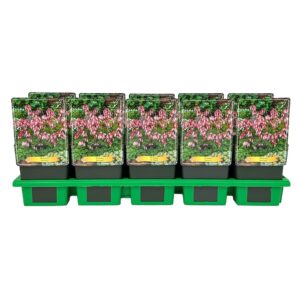 Dicentra formosa
(10 Plants/Order)(11cmP 25cmH)