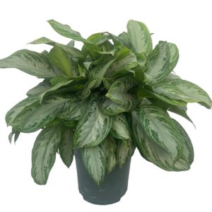 Aglaonema Silver Bay
(1 Plants/Order)(27cmP 65cmH)