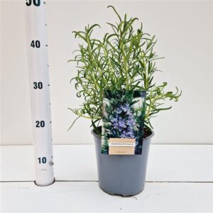 Rosmarinus officinalis
(1 Plants/Order)(17cmP 25cmH)