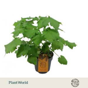 Sparmannia africana
(2 Plants/Order)(17cmP 50cmH)