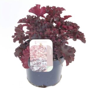 Heuchera Melting Fire
(8 Plants/Order)(13cmP 25cmH)