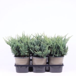 Juniperus horizontalis Blue Chip
(6 Plants/Order)(15cmP 25cmH)