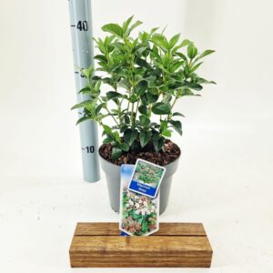 Viburnum tinus
(1 Plants/Order)(19cmP 50cmH)