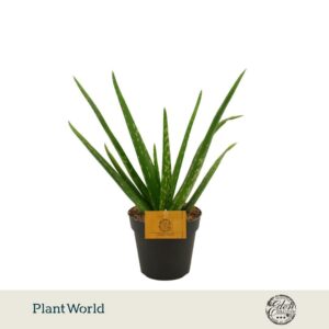 Aloe vera
(4 Plants/Order)(12cmP 30cmH)