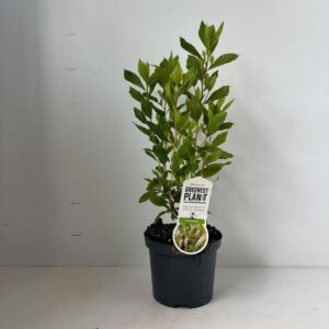 Clethra alnifolia
(1 Plants/Order)(19cmP 60cmH)