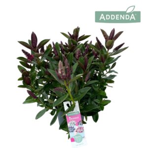Hebe Donna Eva Addenda® P12
(8 Plants/Order)(12cmP 30cmH)