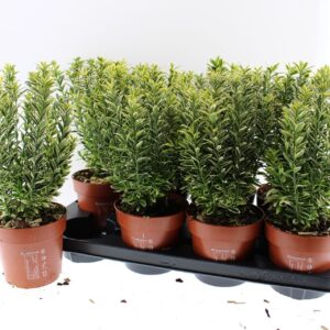 Euonymus japonicus Microphyllus Au Gold
(8 Plants/Order)(13cmP 40cmH)