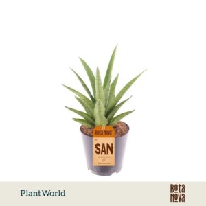 Sansevieria Cylindrica Lotus
(10 Plants/Order)(12cmP 30cmH)