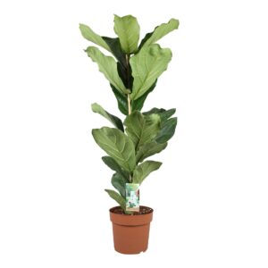 Ficus lyrata
(1 Plants/Order)(21cmP 110cmH)