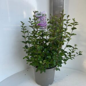 Syringa meyeri Flowerfesta® Purple ('Anny200809'PBR)
(1 Plants/Order)(23cmP 60cmH)