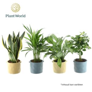 Indoor plants Groenmix Jamaica 14 cm in Pot Charlotte
(6 Plants/Order)(14cmP 45cmH)