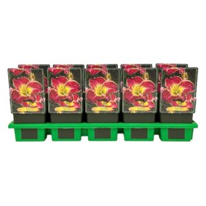 Hemerocallis Cape Breton' P11
(10 Plants/Order)(11cmP 25cmH)