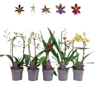 Orchideeen Inca mix 1 spike
(10 Plants/Order)(12cmP 45cmH)