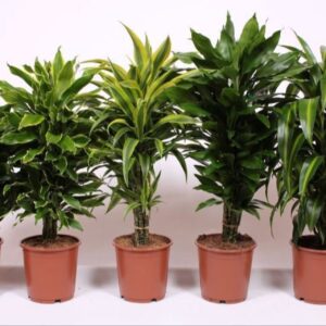 Dracaena fragrans Mixkar 24
(15 Plants/Order)(24cmP 90cmH)