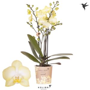 Phalaenopsis Multiflora Mineral Colombia 3 spike
(12 Plants/Order)(9cmP 40cmH)