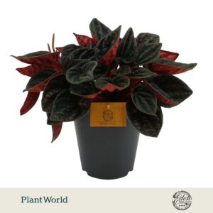Peperomia Rojo Grande
(3 Plants/Order)(15cmP 25cmH)