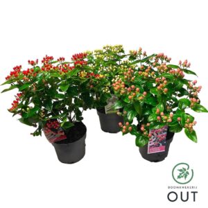 Hypericum Hypericum Miracle mix P17
(1 Plants/Order)(17cmP 45cmH)