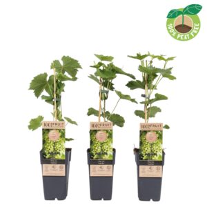 Vitis vinifera Sukribe', P15 (extra winterhard)
(10 Plants/Order)(15cmP 50cmH)