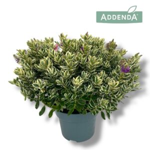 Hebe Katrina Classica P23 Addenda®
(1 Plants/Order)(23cmP 45cmH)