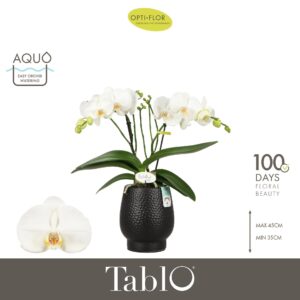 Phalaenopsis white more Ripsen Tablo Martini 2 spike in Abruzzo Black Aquo
(3 Plants/Order)(12cmP 40cmH)