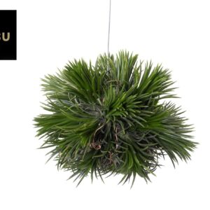 Tillandsia Magic Ball (XL)
(2 Plants/Order)(10cmP 10cmH)