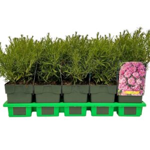 Aster Wood's Pink' P11
(10 Plants/Order)(11cmP 25cmH)