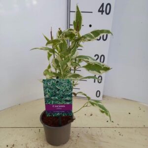 Cornus alba Elegantissima
(10 Plants/Order)(12cmP 30cmH)
