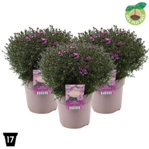 Aster (Dumosus Grp) Alpha Pink
(6 Plants/Order)(17cmP 30cmH)