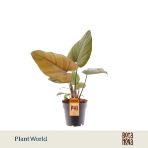 Philodendron Summer Glory
(7 Plants/Order)(14cmP 40cmH)