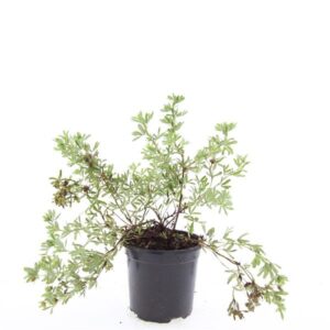 Potentilla Goldstar f.
(8 Plants/Order)(14cmP 10cmH)