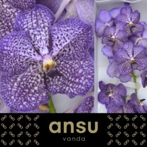 Vanda Sunanda Sapphire Vanda Sunanda Sapphire
(16 Plants/Order)(cmP 30cmH)