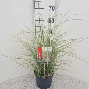 Miscanthus sinensis Silver Cloud P19
(1 Plants/Order)(19cmP 50cmH)