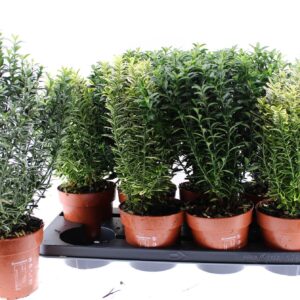 Euonymus japonicus Microphyllus mix
(8 Plants/Order)(13cmP 40cmH)