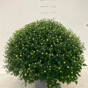 Chrysanthemum dark yellow
(1 Plants/Order)(19cmP 45cmH)