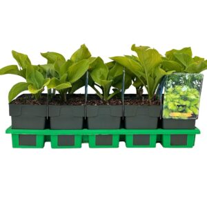 Hosta Guacamole
(10 Plants/Order)(11cmP 25cmH)