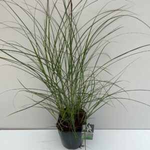 Miscanthus sinensis small Silbers
(1 Plants/Order)(23cmP 70cmH)