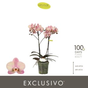 Phalaenopsis other pink (enkele ta Exclusivo Jupiter 2 spike
(6 Plants/Order)(12cmP 45cmH)