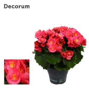 Begonia Belove pink
(3 Plants/Order)(19cmP 35cmH)