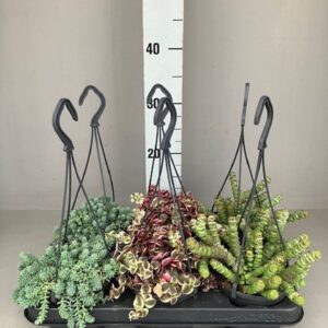 Succulenten mix Succulenten hangmix 12cm mix kan Variëren
(6 Plants/Order)(12cmP 35cmH)