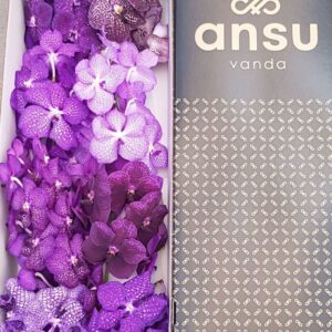 Vanda per spike mixed Vanda Purple mix X8
(8 Plants/Order)(5cmP 25cmH)