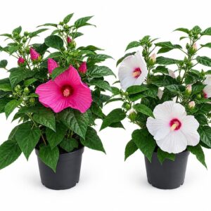Hibiscus moscheutos Extreme XXL mixtray
(3 Plants/Order)(23cmP 70cmH)