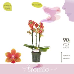 Phalaenopsis Multiflora Aromio Tropical 3 spike
(6 Plants/Order)(12cmP 35cmH)