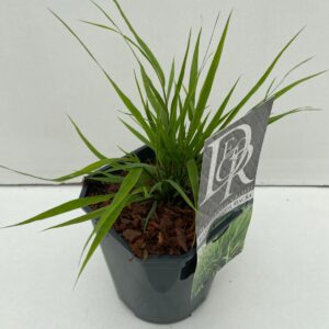 Hakonechloa macra
(6 Plants/Order)(17cmP 30cmH)