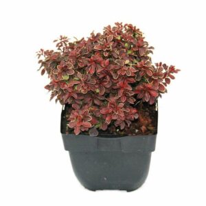 Berberis thunbergii 'Admiration'® P17
(6 Plants/Order)(17cmP 35cmH)
