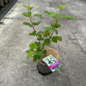 Viburnum opulus Roseum
(1 Plants/Order)(17cmP 45cmH)