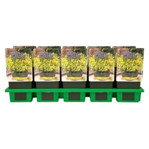 Ajuga reptans Feathered Friends™ Cordial Canary P11
(10 Plants/Order)(11cmP 25cmH)