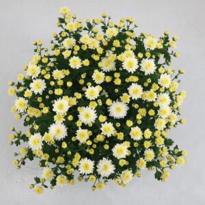 Chrysanthemum Jasoda White Jasoda White Pot 15 cm
(6 Plants/Order)(15cmP 30cmH)
