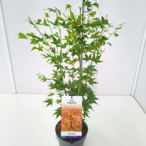 Acer palmatum Sangokaku 40-60C3
(1 Plants/Order)(19cmP 60cmH)